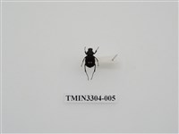 藏品(血紅虎斑花金龜)的圖片